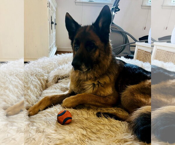 Medium Photo #1 German Shepherd Dog Puppy For Sale in New Hill, NC, USA