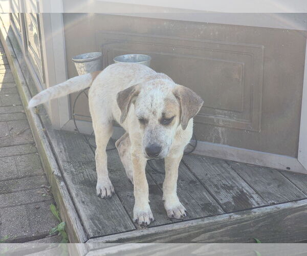 Medium Photo #3 Mutt Puppy For Sale in Marine City, MI, USA