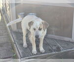 Small #2 Mutt