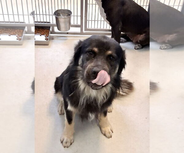Medium Photo #1 Australian Shepherd-Unknown Mix Puppy For Sale in Pampa, TX, USA
