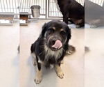Small Australian Shepherd Mix
