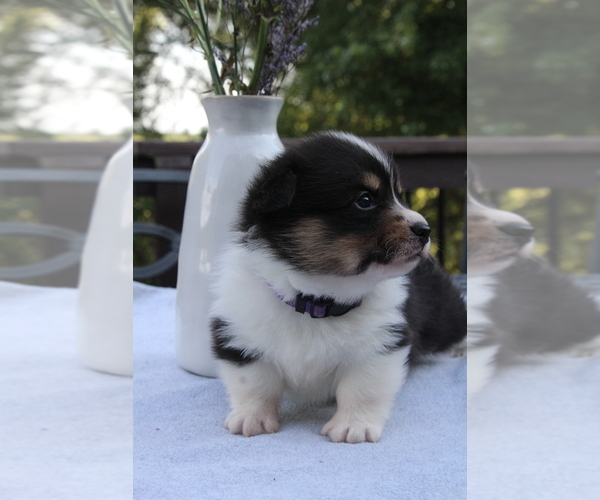 Medium Photo #5 Pembroke Welsh Corgi Puppy For Sale in FAIR GROVE, MO, USA