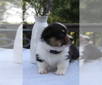 Small #4 Pembroke Welsh Corgi