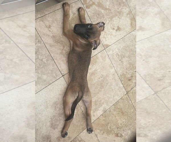 Medium Photo #3 Labrador Retriever-Unknown Mix Puppy For Sale in Dana Point, CA, USA