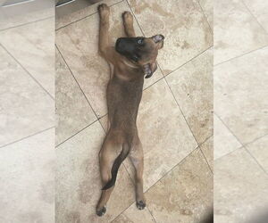 Sedona - Female Labrador Retriever-Unknown Mix Dog for Adoption - Photo #3