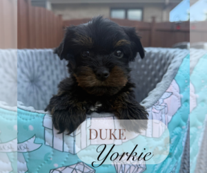 Yorkshire Terrier Puppy for Sale in ELMHURST, Illinois USA