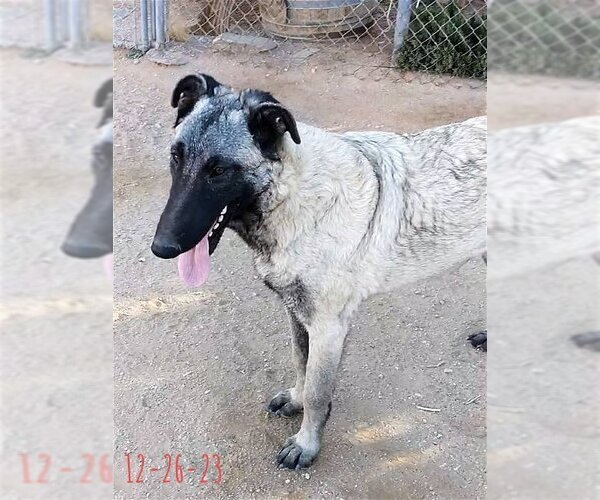 Medium Photo #7 German Shepherd Dog-Unknown Mix Puppy For Sale in Apple Valley, CA, USA