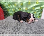 Puppy 2 Bernese Mountain Dog