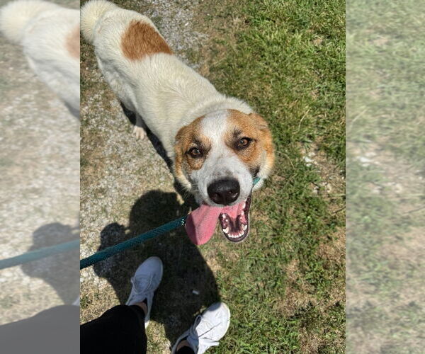 Medium Photo #2 Mutt Puppy For Sale in Cromwell, KY, USA