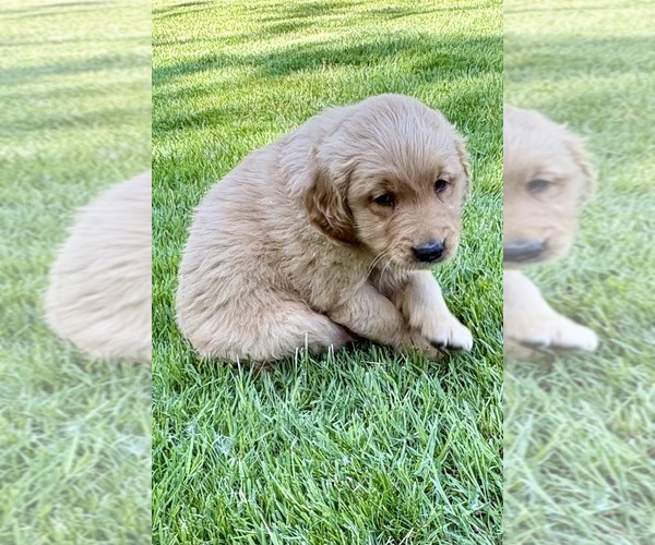 Medium Photo #6 Golden Retriever Puppy For Sale in FAIR HAVEN, MI, USA