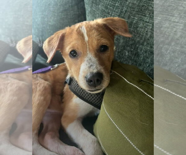 Medium Photo #1 Beagle-Unknown Mix Puppy For Sale in Westminster, MD, USA