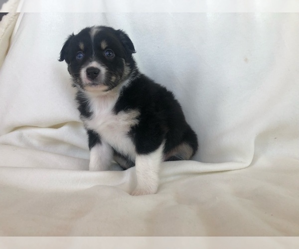 Medium Photo #1 Australian Shepherd Puppy For Sale in GARFIELD, AR, USA