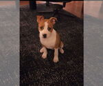 Small #3 American Pit Bull Terrier