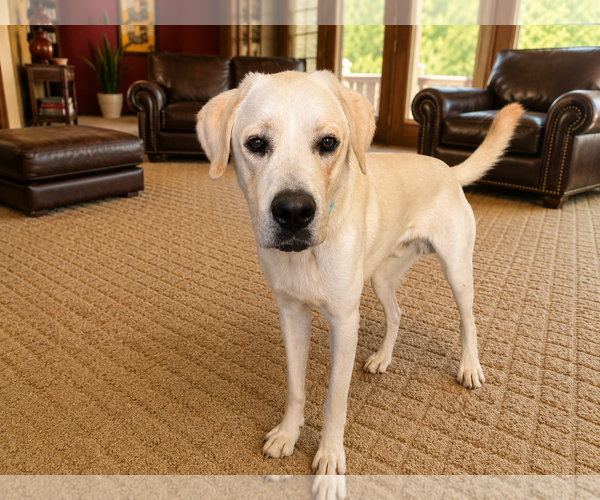 Medium Photo #3 Labrador Retriever-Unknown Mix Puppy For Sale in Clovis, CA, USA