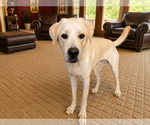 Small #2 Labrador Retriever Mix