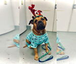 Small #3 Bullmastiff-Rottweiler Mix