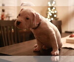Small Photo #25 Dogo Argentino Puppy For Sale in MODESTO, CA, USA
