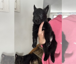 German Shepherd Dog Puppy for sale in PRINCETON, MN, USA
