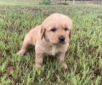 Small #2 Golden Retriever
