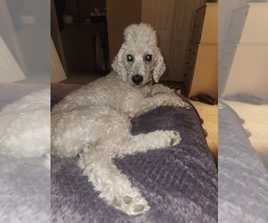Father of the Goldendoodle puppies born on 04/27/2025