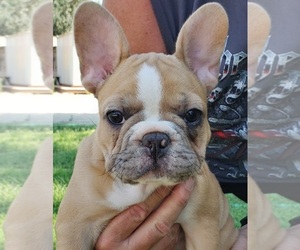 French Bulldog Puppy for sale in FRESNO, CA, USA