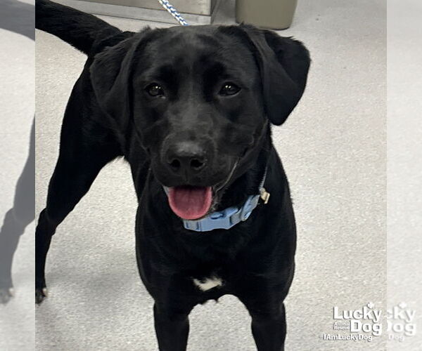 Medium Photo #1 Labrador Retriever-Retriever  Mix Puppy For Sale in Washington, DC, USA