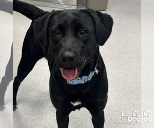 Labrador Retriever-Retriever  Mix Dogs for adoption in Washington, DC, USA