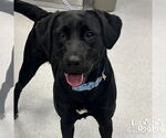 Small Labrador Retriever-Retriever  Mix