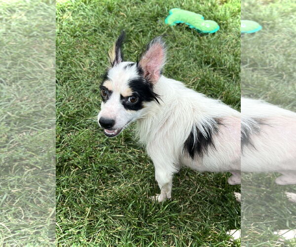 Medium Photo #2 Chihuahua-Unknown Mix Puppy For Sale in Estherville, IA, USA