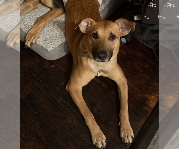 Medium Photo #2 Mutt Puppy For Sale in Candler, NC, USA