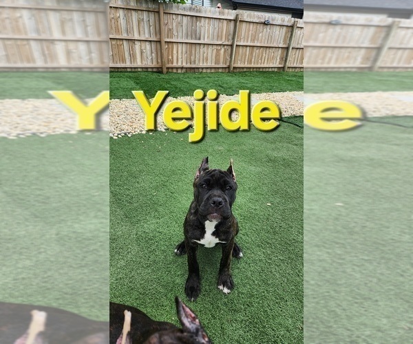 Medium Photo #1 America Bandogge Mastiff Puppy For Sale in JOLIET, IL, USA