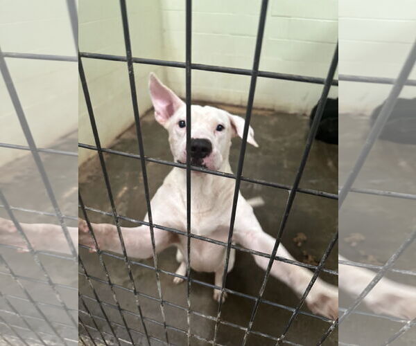 Medium Photo #2 American Staffordshire Terrier-Unknown Mix Puppy For Sale in Jackson, MS, USA