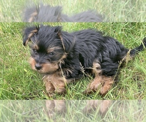 Medium YorkiePoo