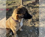 Small #26 German Shepherd Dog
