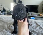 Small #43 Cane Corso