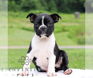 Boston Terrier Puppy for sale in MANHEIM, PA, USA