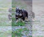 Small #2 French Bulldog