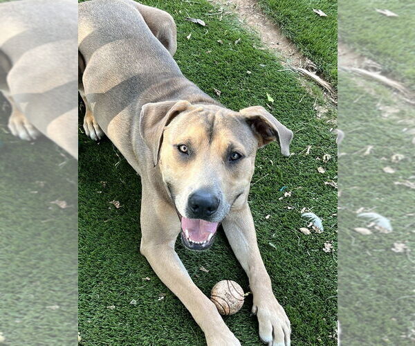 Medium Photo #2  Puppy For Sale in , 