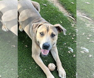 Mutt Dogs for adoption in OKLAHOMA CITY, OK, USA