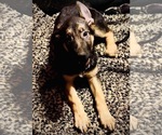 Small Photo #6 German Shepherd Dog Puppy For Sale in CLOVIS, CA, USA