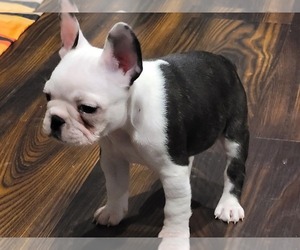 French Bulldog Litter for sale in SANDSTON, VA, USA