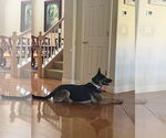 Small German Shepherd Dog Mix