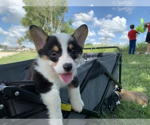 Pembroke Welsh Corgi Puppy for sale in SANTA MONICA, CA, USA