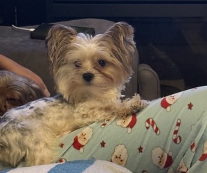 Father of the Yorkshire Terrier puppies born on 09/25/2025