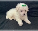 Small Photo #12 Maltipoo Puppy For Sale in HIGH POINT, NC, USA