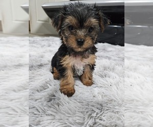 Medium Yorkshire Terrier