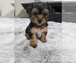 Puppy 5 Yorkshire Terrier