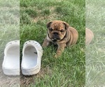 Small #3 English Bulldog