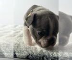 Small Photo #15 French Bulldog Puppy For Sale in OLYMPIA, WA, USA