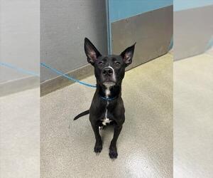 Labrador Retriever-Unknown Mix Dogs for adoption in Las Vegas, NV, USA